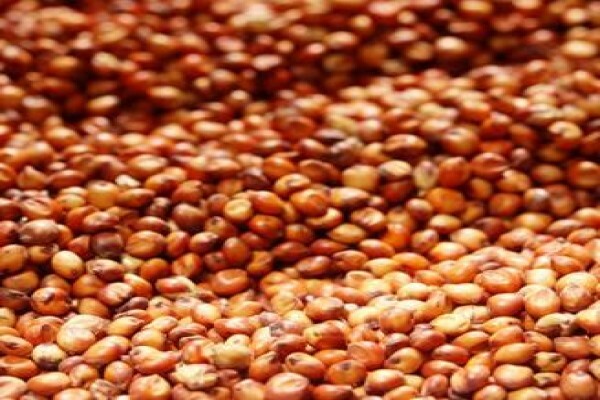 Pannar Seed International