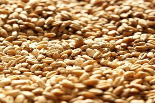 Pannar Seed International
