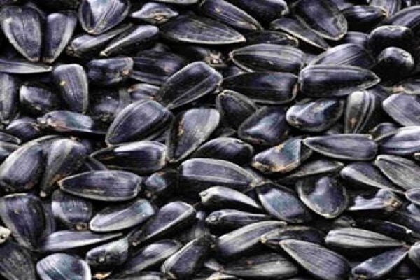 Pannar Seed International