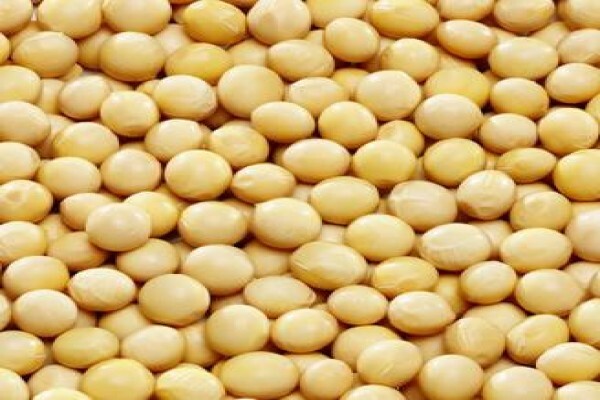 Pannar Seed International