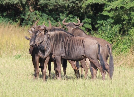 Hakuna Matata Private Game Lodge