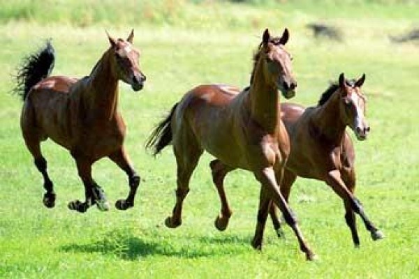 Poloafrica