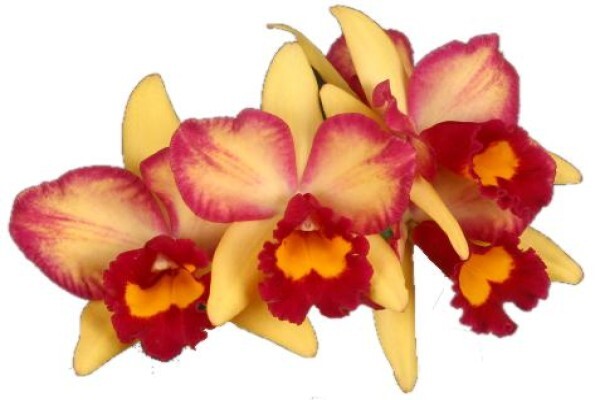 Plantae Orchids