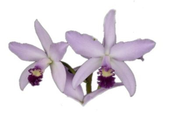 Plantae Orchids