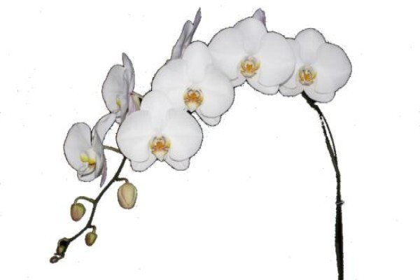 Plantae Orchids