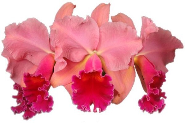 Plantae Orchids