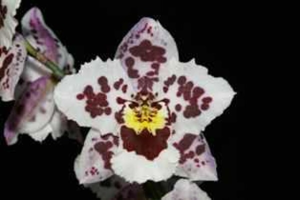 Plantae Orchids