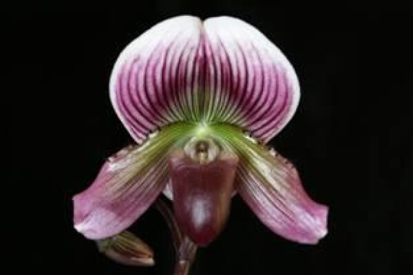 Plantae Orchids