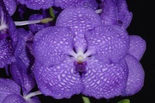 Plantae Orchids