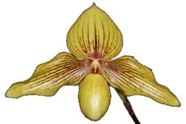 Plantae Orchids