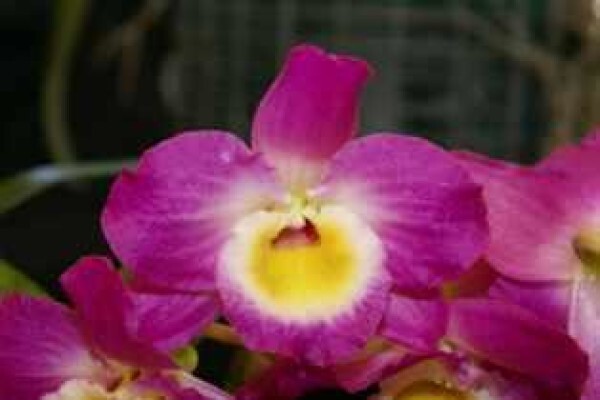 Plantae Orchids