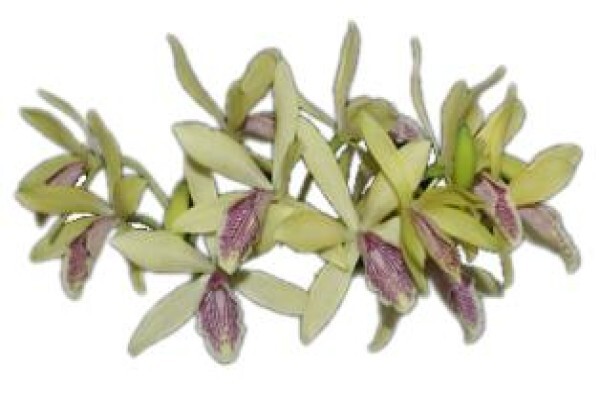 Plantae Orchids