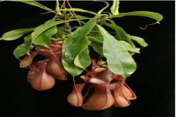 Plantae Orchids