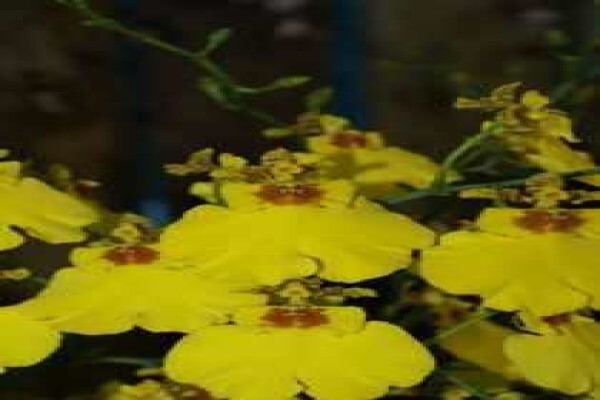 Plantae Orchids