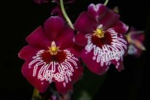 Plantae Orchids
