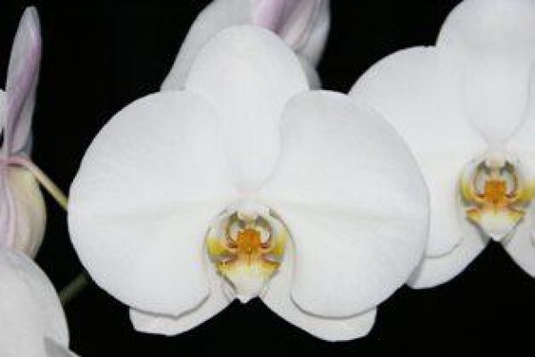 Plantae Orchids