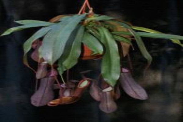 Plantae Orchids