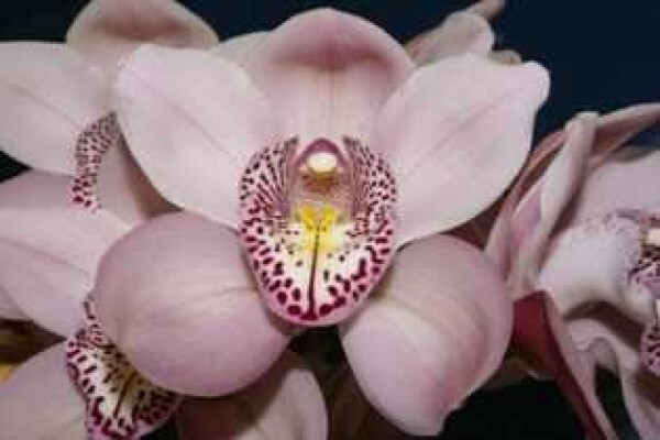 Plantae Orchids