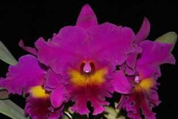 Plantae Orchids