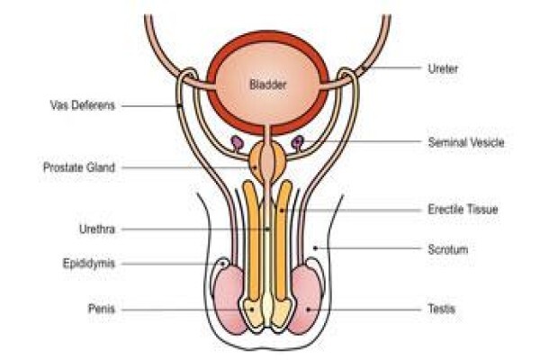 Prostatitis