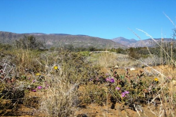 Renu-Karoo