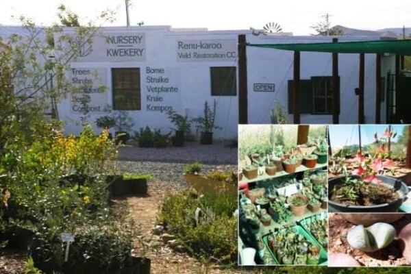 Renu-Karoo