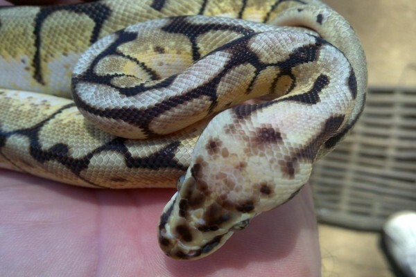 Reptiles Unlimited