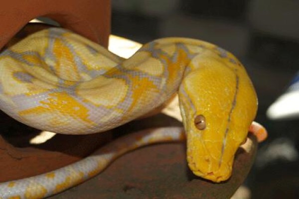 Reptiles Unlimited