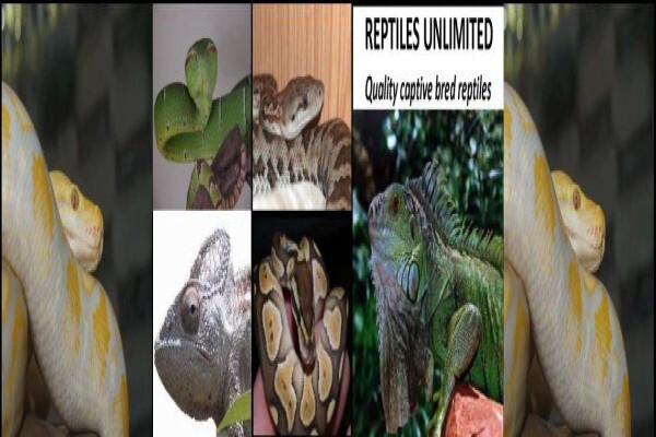 Reptiles Unlimited
