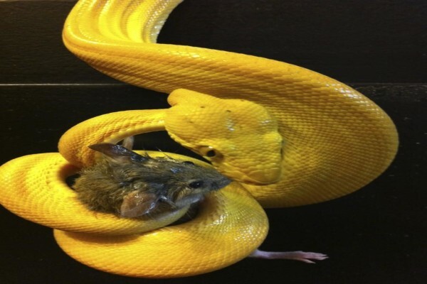 Reptiles Unlimited