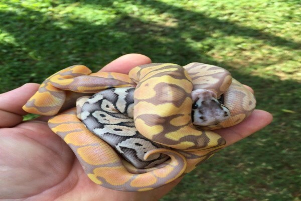 Reptiles Unlimited