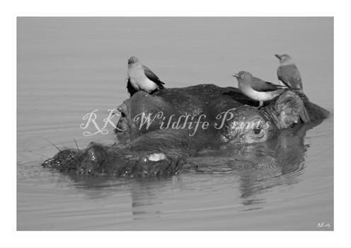 Rk Wildlife Images