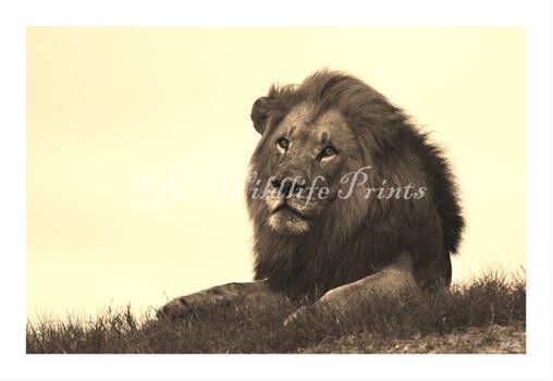 Rk Wildlife Images