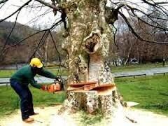 Rapid Landscaping And Garden Services