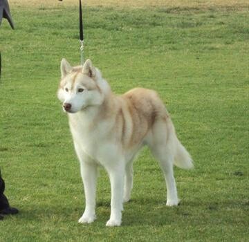 Belukha Siberians