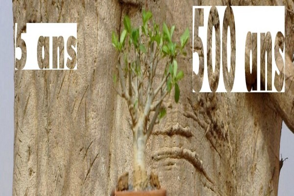 Baobab Africa