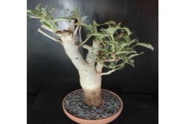 Baobab Africa