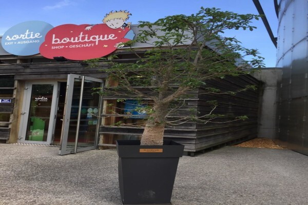 Baobab Africa