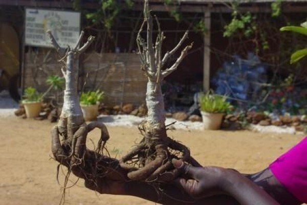 Baobab Africa