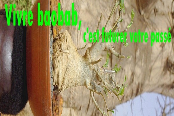 Baobab Africa