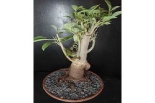 Baobab Africa