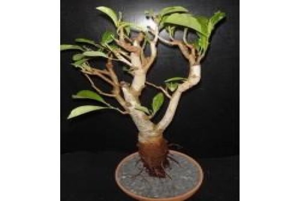 Baobab Africa