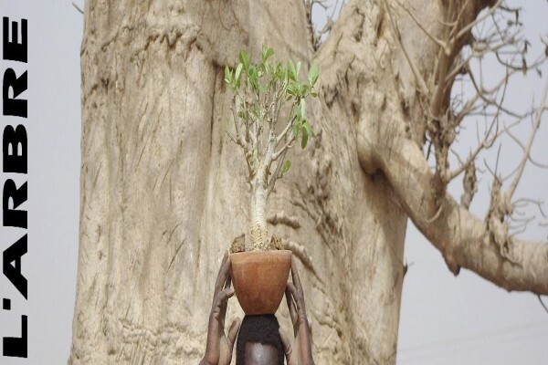 Baobab Africa