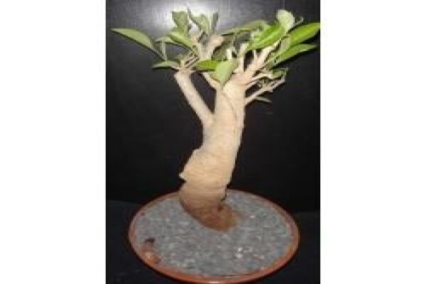 Baobab Africa