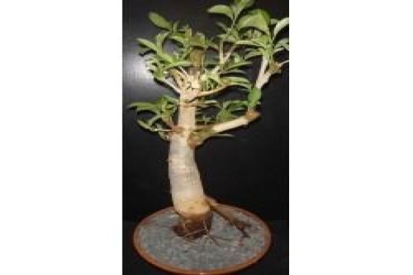 Baobab Africa