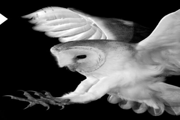 Barnowl