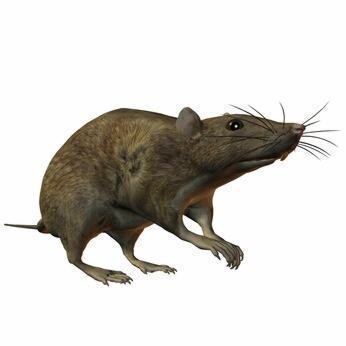 Bedfordview Mostert Pest Control