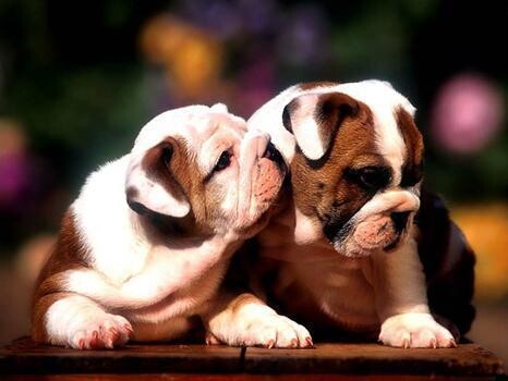 Bedfordview Puppy & Dog Training