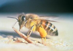 Bee Removal Services