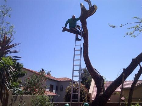 Big J'S Treefelling
